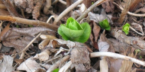 Zašto hortenzija ne raste: razlozi šta učiniti